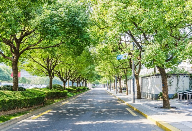 Alberi in città: ecco 5 motivi per piantarne di più