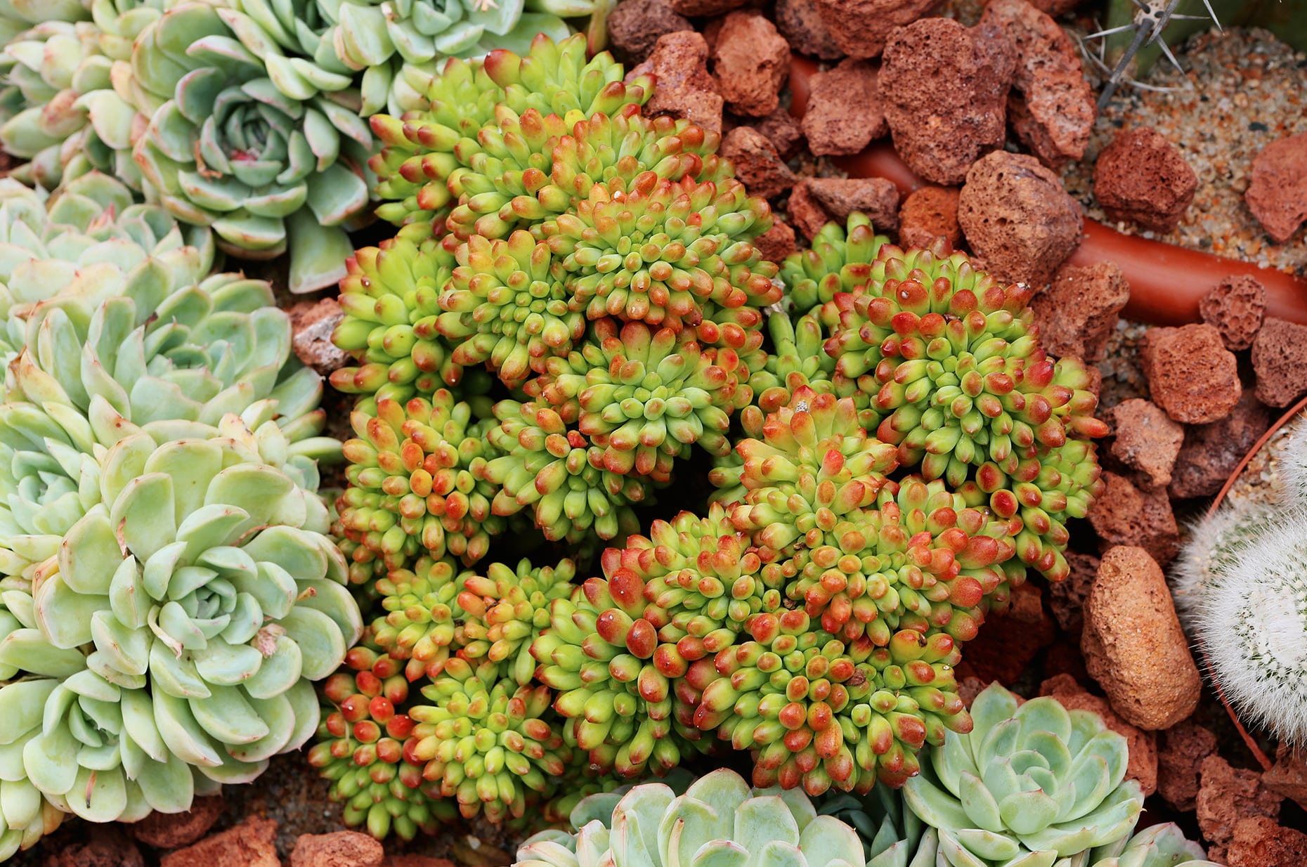 Sedum - A2A 