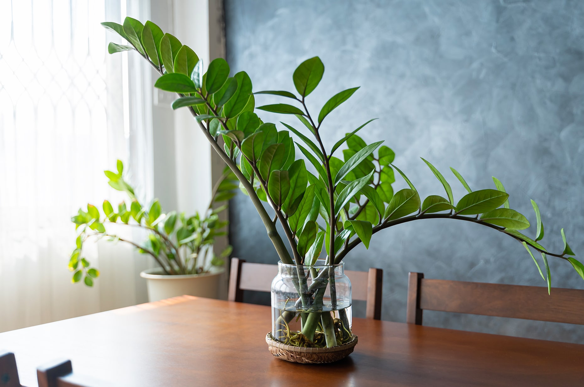 Zamioculcas -A2A
