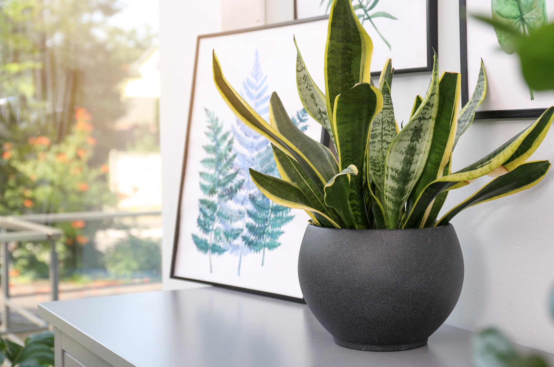 Sansevieria - A2A