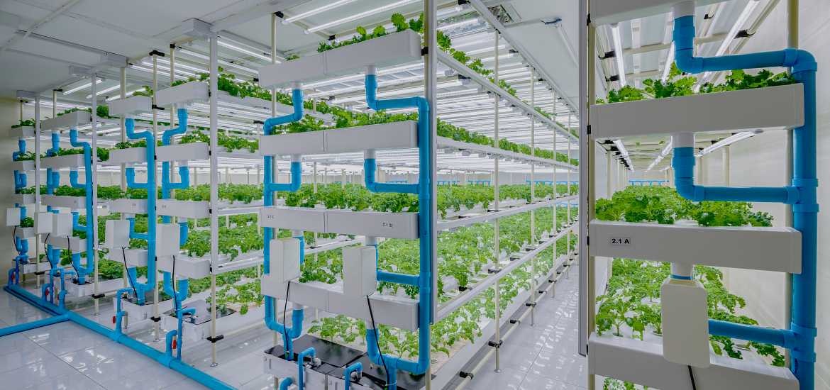 Vertical farming: cos'è e vantaggi - A2A