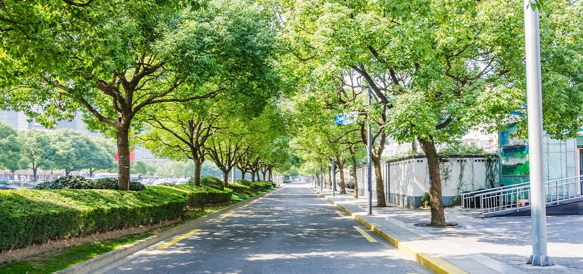 Alberi in città: ecco 5 motivi per piantarne di più